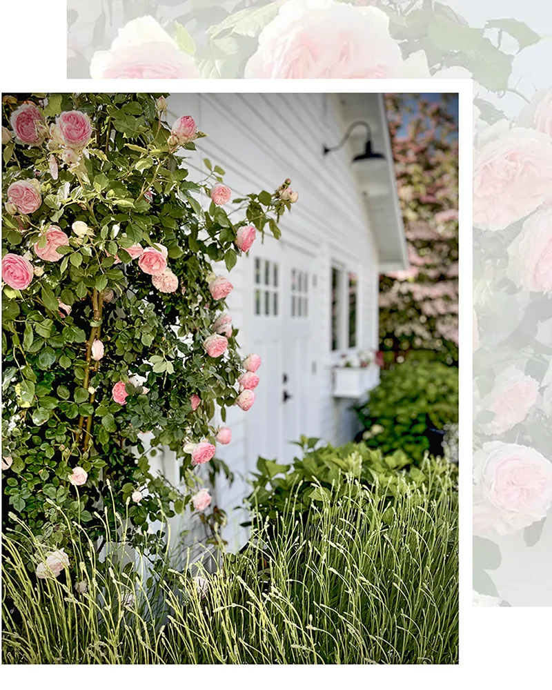 Pink climbing roses on front of bridal cottage at Mount Peak Farm wedding venue